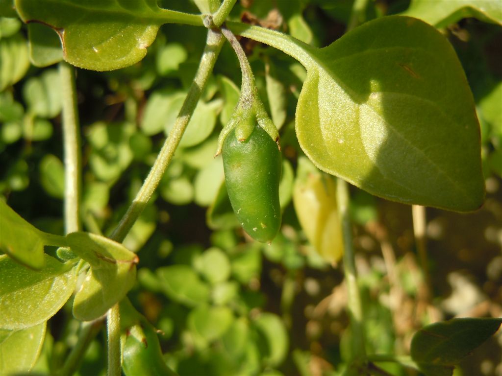 Salpichroa origanifolia / Salpicroa